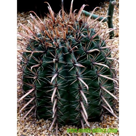 Ferocactus Peninsulae Seeds - Price €2.00