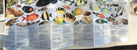 Hawaii fish species - Adventugo