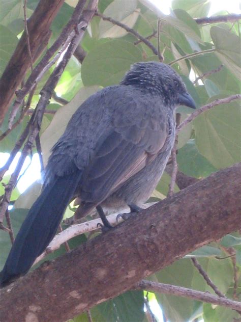 birds of the Australian bush | Birds, Beautiful birds, Animals