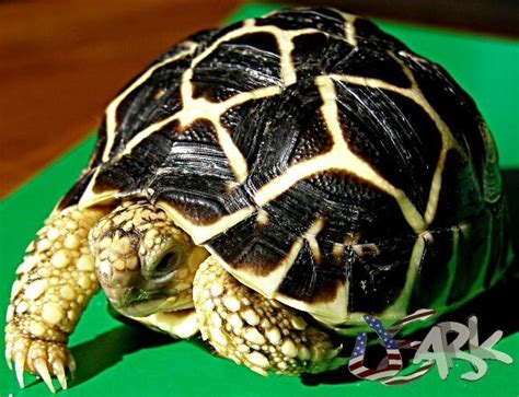 Star Tortoise