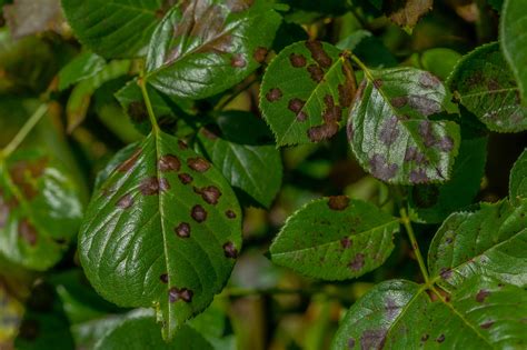 Rose Diseases: Identification (with photos) and treatment | Almanac.com