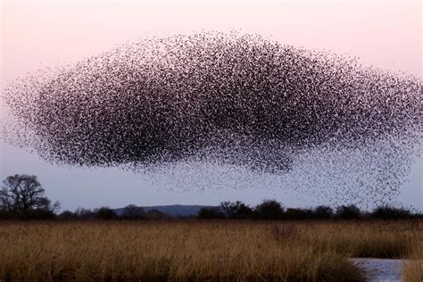 Names of Groups of Insects and Animals - Owlcation