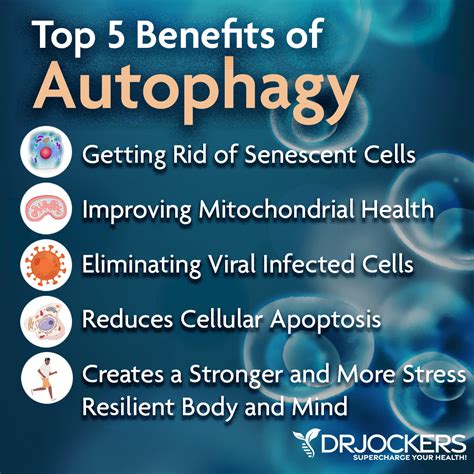 Skin Autophagy: 10 Strategies to Rejuvenate Your Skin - DrJockers.com