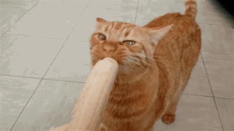 Cat Banana GIF - Find & Share on GIPHY