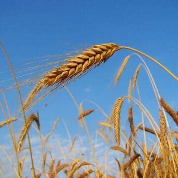 Bread Machine Rye Bread + Recipe Video - Bread Dad