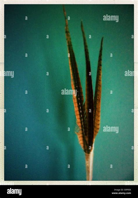 Pheasant feathers Stock Photo - Alamy