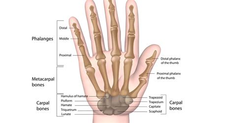 Broken Hand (Metacarpal fracture) - Symptoms, Causes & Treatment