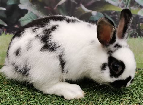 2x baby Netherland Dwarf Rabbits for sale | UKPets