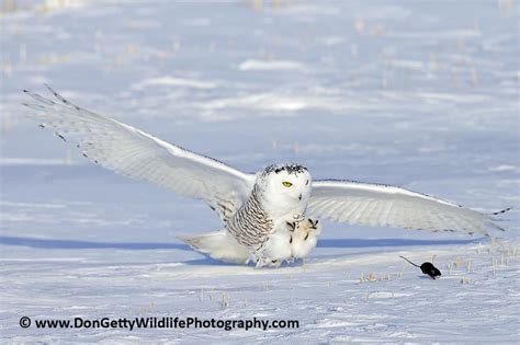 Snowy Owl Hunt » Focusing on Wildlife