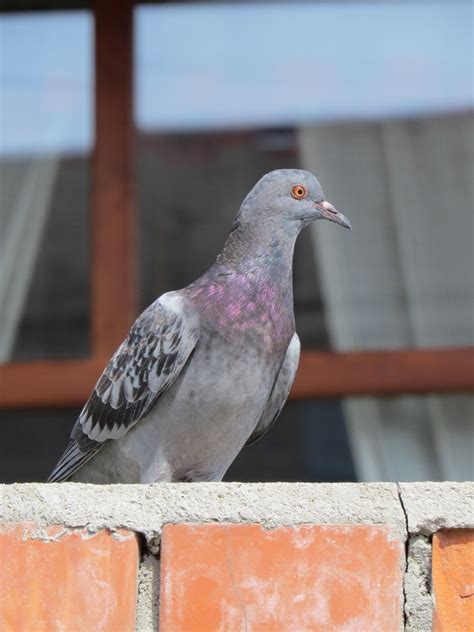 Columba livia | Avian, Bird, Birds