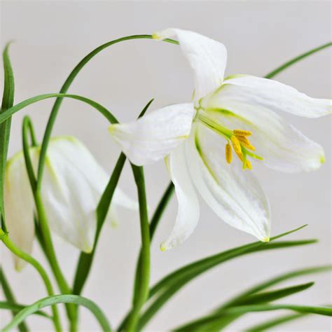 Fritillaria Planting Guide – Easy To Grow Bulbs