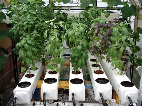 Nice selection of basil growing in a General Hydroponics AeroFlo aeroponic system ...