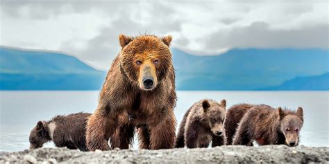 Kamchatka: Bears and the Ring of Fire - Travelogues from Remote Lands