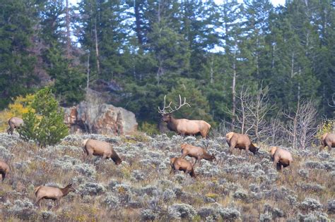 Colorado Big Game Hunting Season Changes - Western Hunter