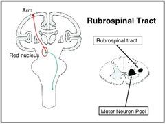 Neuro 40: Other Motor Paths flashcards | Quizlet