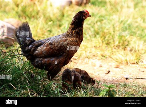 Hen and chicks Stock Photo - Alamy