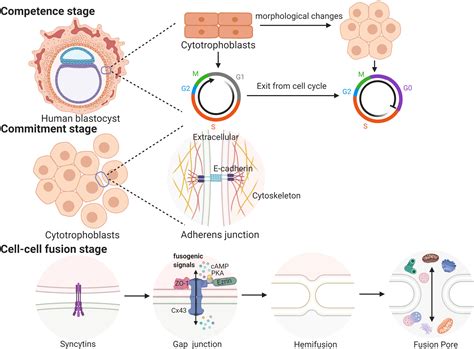 Frontiers | Regulators involved in trophoblast syncytialization in the placenta of intrauterine ...