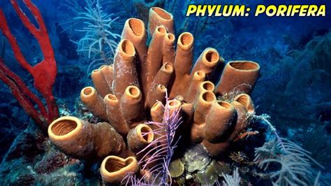 Phylum Porifera: General Characteristics and Classification | 100% Free Biology Notes - Rajus ...