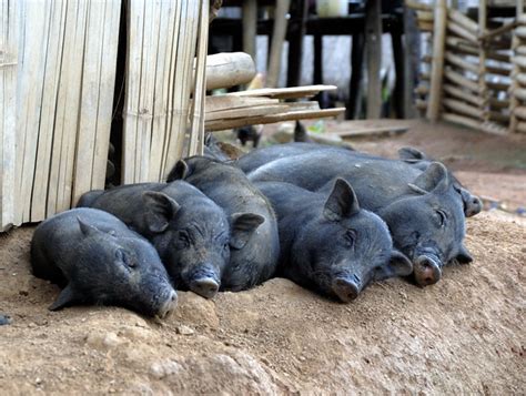 Sleeping pigs | Flickr - Photo Sharing!