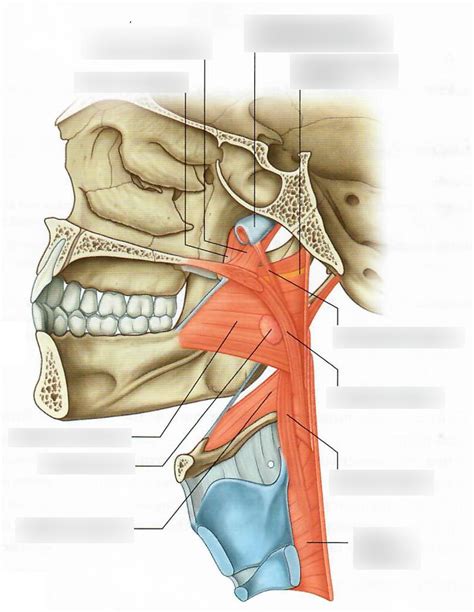 muscles of the pharynx Diagram | Quizlet