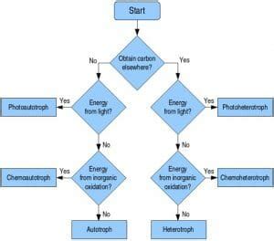 Chemoautotroph - Definition, Function and Examples | Biology Dictionary