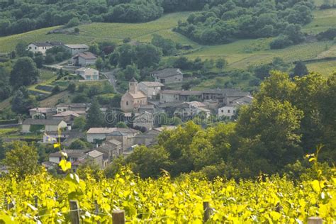 Chasselas vines stock image. Image of valley, green, countryside - 33301429