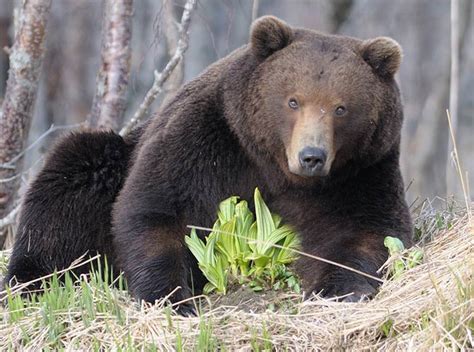 Kamchatka brown bear | DinoAnimals.com