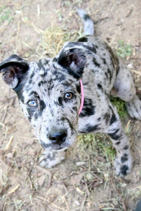 Catahoula Cur Puppies - Puppy Dog Gallery