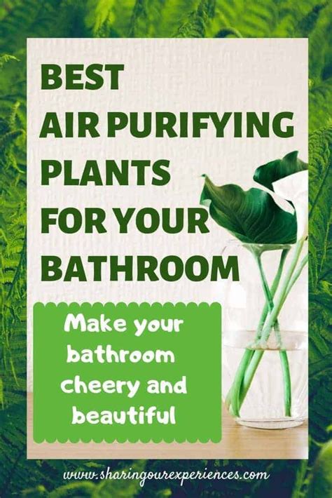 Best Air purifying plants for your bathroom | Make your Bathroom Cheery and beautiful 2023 ...