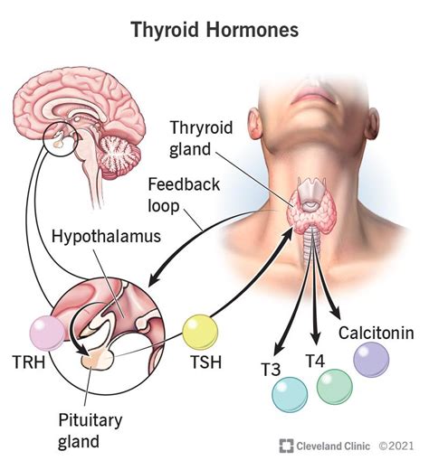 Thyroid Hormone: What It Is & Function