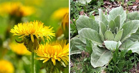 9 Common Weeds That Are Actually Useful In Your Garden