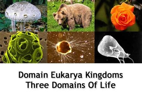 Domain Eukarya Kingdoms | Three Domains of Life | BioExplorer.Net