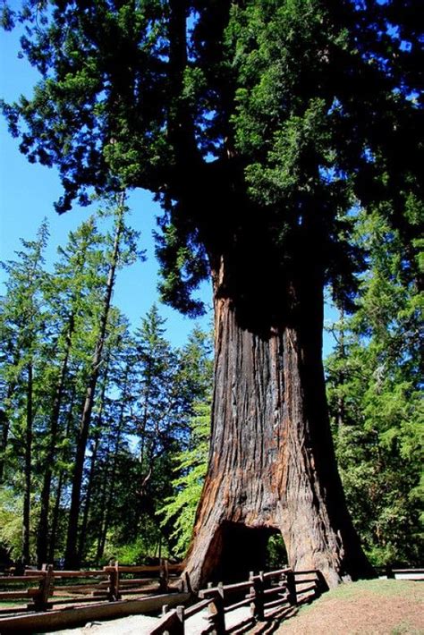 Hwy 101 - Kitschy Roadside Tourist Attractions in the California Redwoods | California travel ...