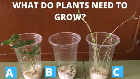 Can Beans Grow Without Sunlight? Unveiling The Secrets Of Bean Growth