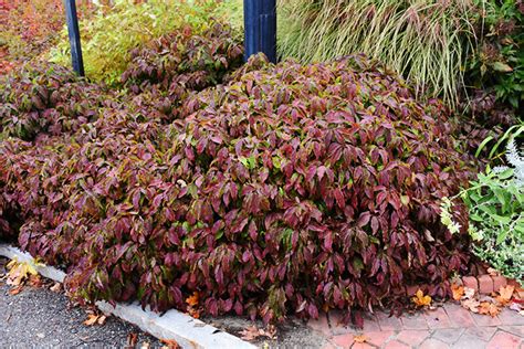 Dwarf red twig dogwood - forkidsqust