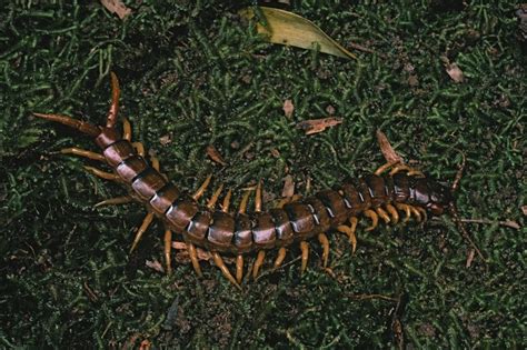 Giant centipede devours prey 15 times its size thanks to spooky toxin