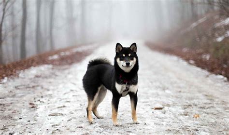 Black And Tan Shiba Inu Puppy | PETSIDI