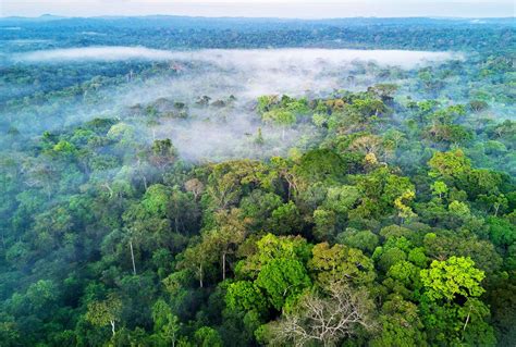 Rainforest study: Scientists now know the temperature at which ...