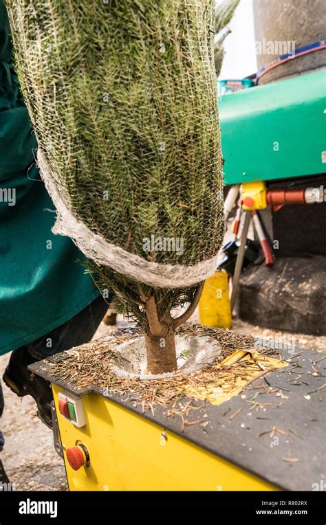 detailed view of a man drilling holes into Christmas trees with a floor ...