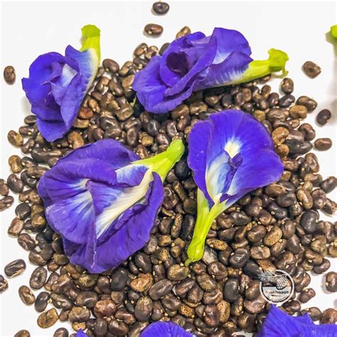 Buy Local US, Blue Butterfly Pea Vine , , Non GMO , (Clitoria Ternatea ...