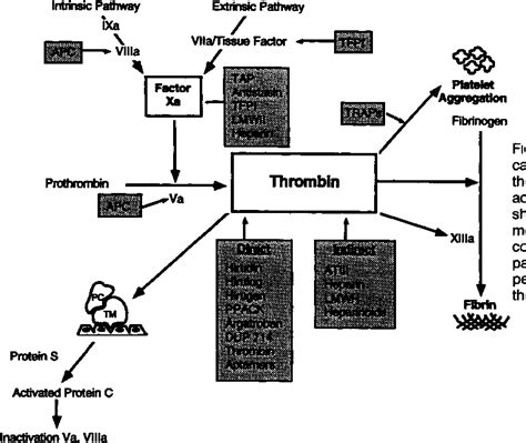 Figure 1 from Direct thrombin inhibitors in cardiovascular medicine ...