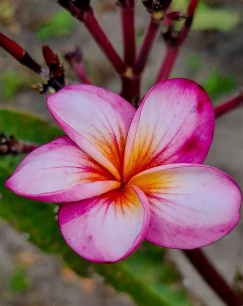 Plumeria rubra — V&P Nurseries