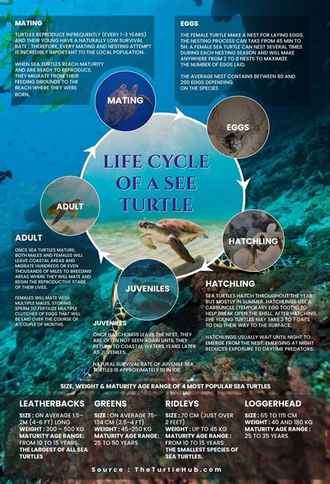 Sea Turtle Life Cycle Explained [With Visual Infographic] – The Turtle Hub