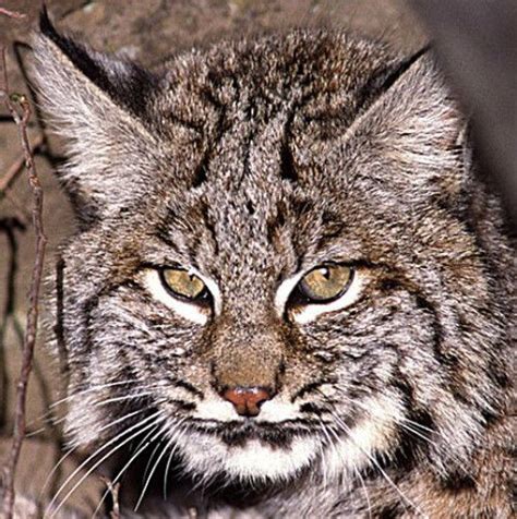 With Bobcat Protections, California Continues to Lead (Op-Ed) | Live Science