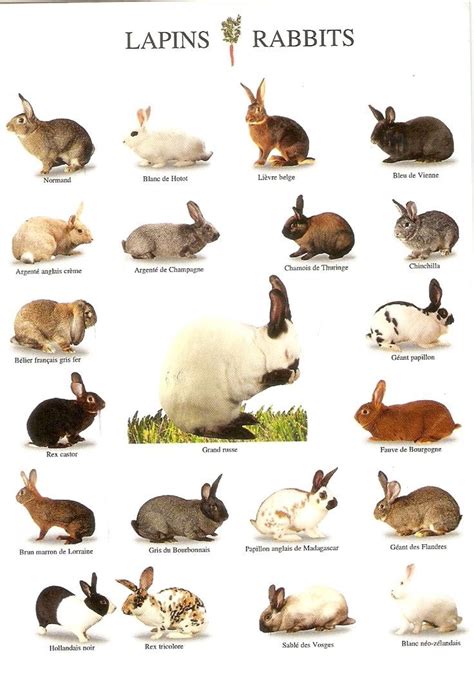 a chart of some rabbit breeds … | Rabbit breeds, Pet rabbit, Pet rabbit care