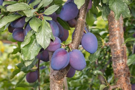 Damson Fruit Tree Care & Growing Tips | Horticulture.co.uk