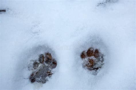 Tracks of a Bobcat in the Snow in Granby, Connecticut Stock Image ...