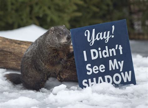 Groundhogs give mixed predictions this year | CityNews Vancouver