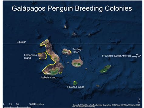 Galápagos Penguin Biology - Center for Ecosystem Sentinels