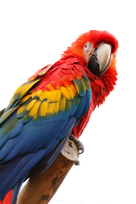 Colorful Macaw Free Stock Photo - Public Domain Pictures